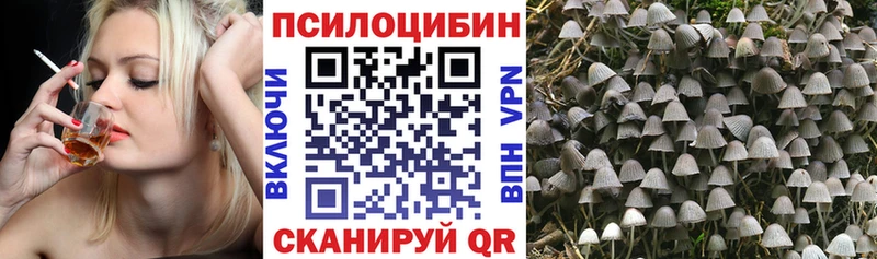 дарнет шоп  Заводоуковск  Псилоцибиновые грибы Cubensis 
